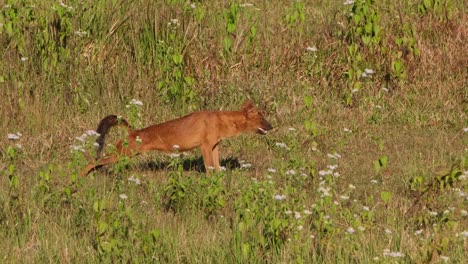 Pfeifender-Hund-Cuon-Alpinus-Gesehen,-Wie-Er-Sich-Nachmittags-Im-Khao-Yai-Nationalpark,-Thailand,-Streckte-Und-Auf-Dem-Gras-Saß