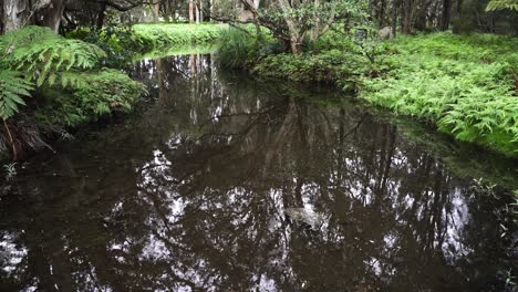 reflections through dirty and muddy swamp. high angle