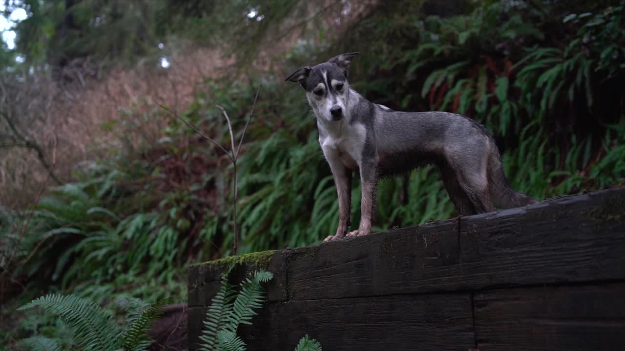 A husky standing on a trail in Oregon in slow motion.