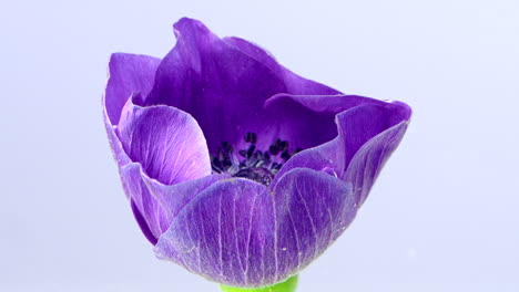 primer plano de una flor de anémona púrpura
