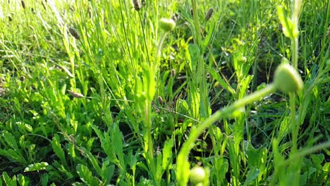 Flying-through-in-slow-motion-tall-emerald-green-wild-weeds-stems-and-tall-grass-near-the-ground