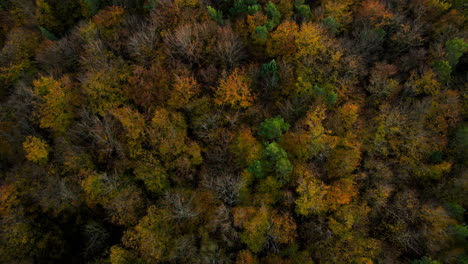 Un-Dron-Aéreo-Disparó-Sobre-Un-Colorido-Dosel-De-árboles-De-Otoño-Naranja-En-Un-Bosque-Caducifolio