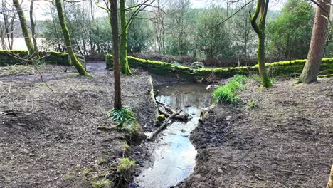 Small,-slow-moving-woodland-stream,-flowing-slowly-through-the-forest-trees