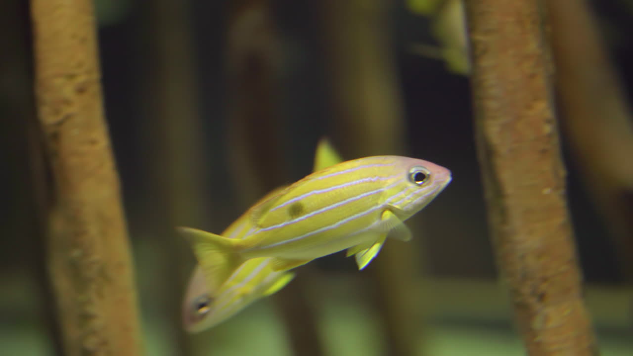 Blue-Striped Yellow Fish Feed Amongst Mangrove Roots