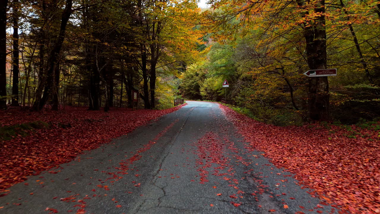 Autumn road in forest with fallen leaves, peaceful and scenic view