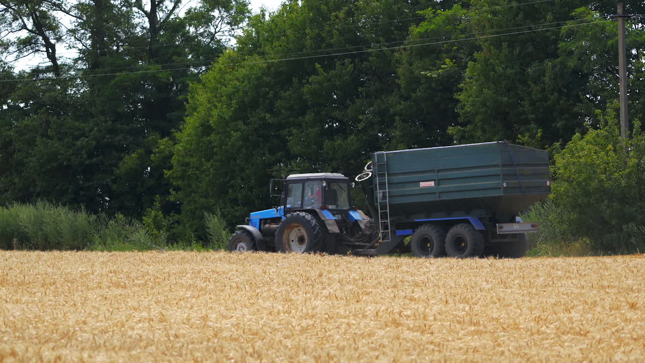 Harvesting of field with combine. Modern combine harvester working on wheat crop