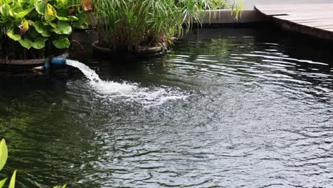 a bird repeatedly dives into a pond for fish.