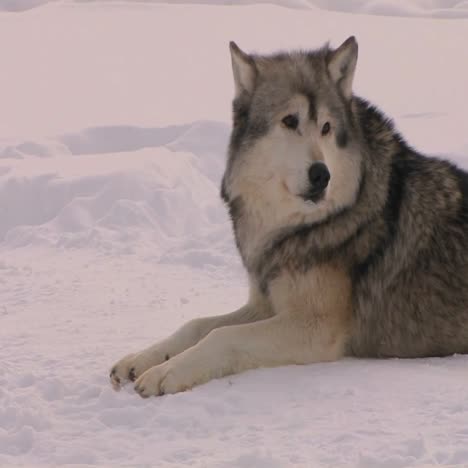 Ein-Wolf-Frisst-Seine-Beute-2