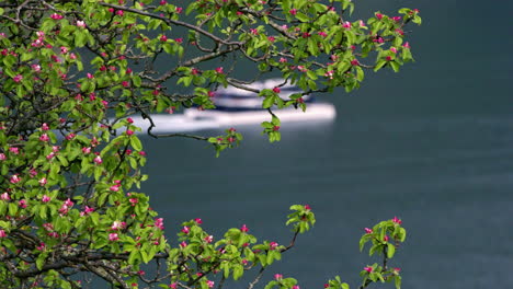 Slow-motion-view-of-a-yacht-cruising-across-the-sea-with-a-flowering-tree-in-focus-in-the-forefront