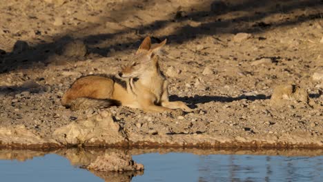 a black backed jackal rests at a watering hole in the savannah of south africa