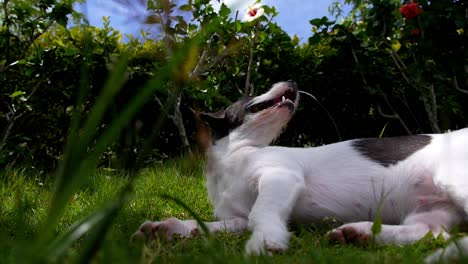 Vista-En-ángulo-Bajo-De-Un-Perro-Exhausto-Que-Recupera-El-Aliento-Mientras-Está-Acostado-En-La-Hierba-Durante-Un-Día-Soleado