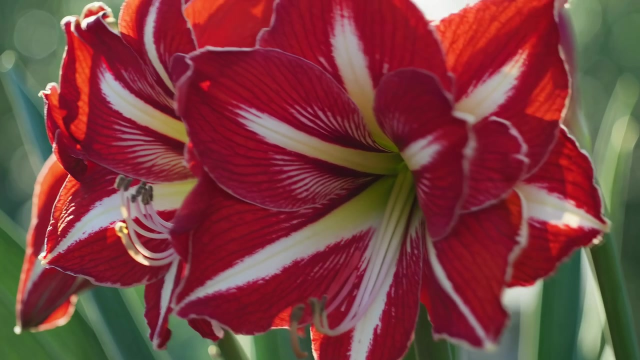 Primo piano di vivaci fiori di Amaryllis rossi e bianchi alla luce del sole