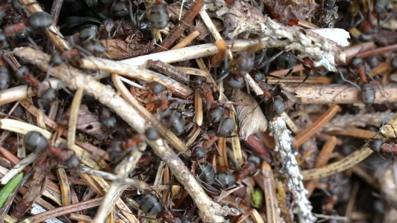 Wild ant hill in the forest closeup