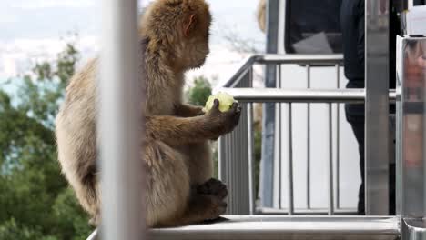 monkey eating a apple behind bars in gibraltar