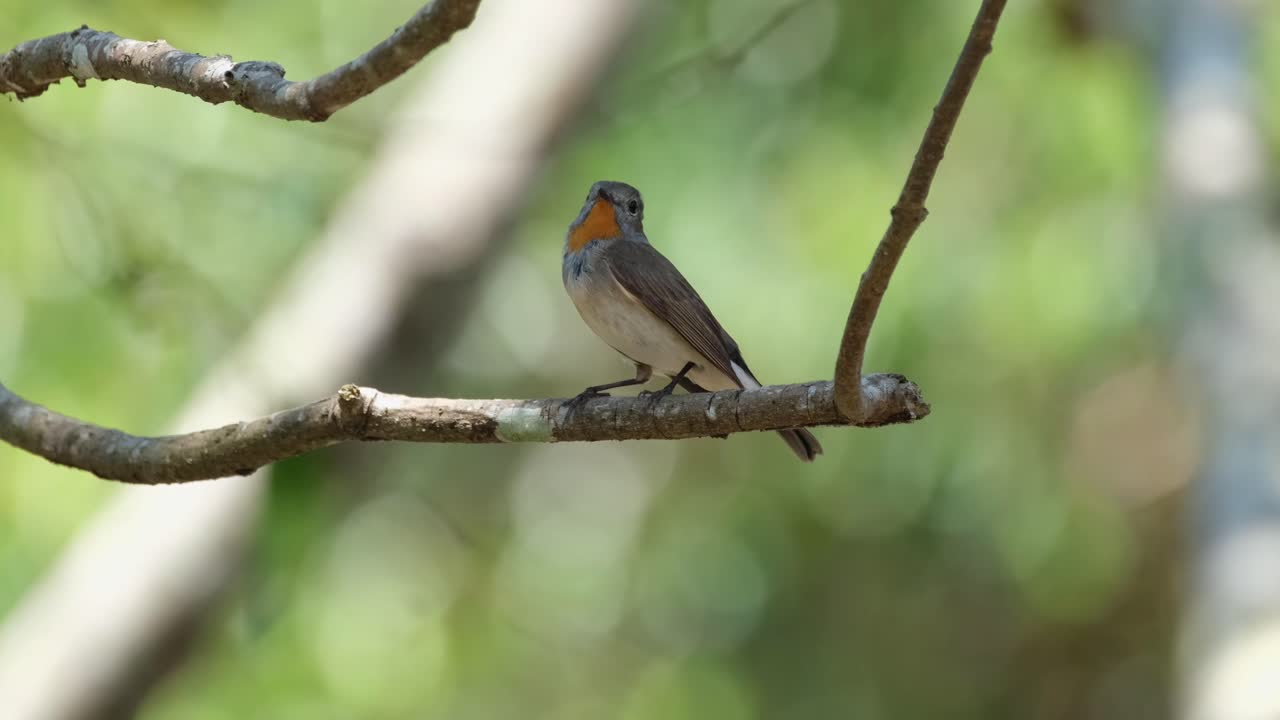 mirando hacia arriba y alrededor de sus alrededores, una mosquitera de garganta roja ficedula albicilla está posada en una pequeña rama de un árbol dentro del parque nacional khao yai en la provincia de nakhon ratchasima en tailandia