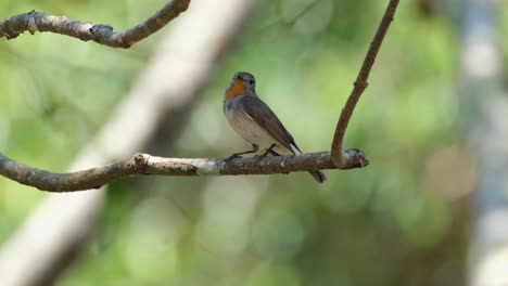 Looking-up-and-around-its-surroundings,-a-Red-throated-flycatcher-Ficedula-albicilla-is-perching-on-a-tiny-branch-on-a-tree-inside-Khao-Yai-National-Park-in-Nakhon-Ratchasima-province-in-Thailand