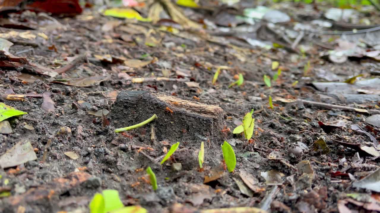 Primo piano di formiche tagliafoglie che trasportano pezzi di foglie sul terreno di una foresta pluviale
