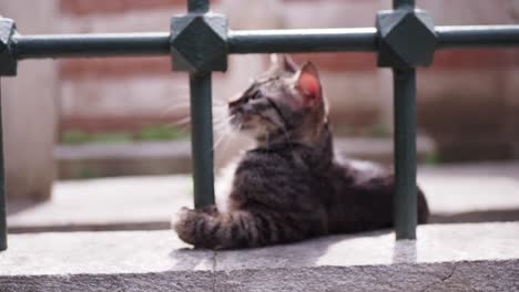 a gray cat resting on a stone wall