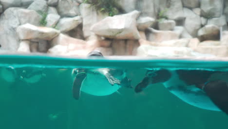 detail of humboldt penguins swimming