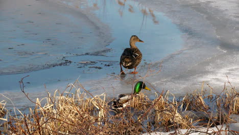 male and female mallard ducks walking on thin ice on edge of lake