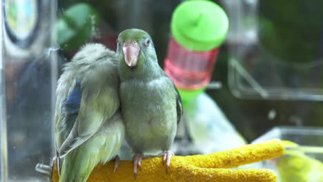 two parakeets huddled together while perching on top of a yellow perch inside a cage of a zoo in bangkok, thailand