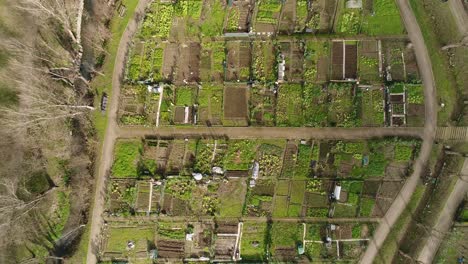 aerial of community vegetable garden plots with small sheds