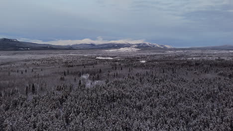 panoramic aerial tilt-up over the snow-covered mountain landscapes and fir forests of ibex valley, yukon, canada. a serene view of untouched nature and winter wilderness.