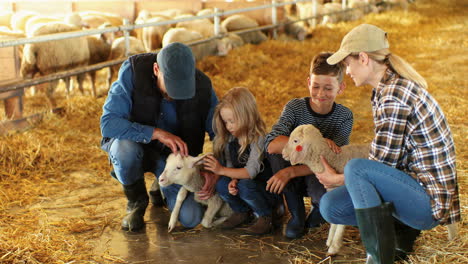 family of farmers petting two sheeps in a stable with cattle