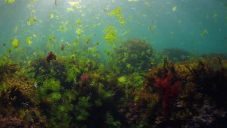 nadando a través de algas a lo largo del fondo del océano