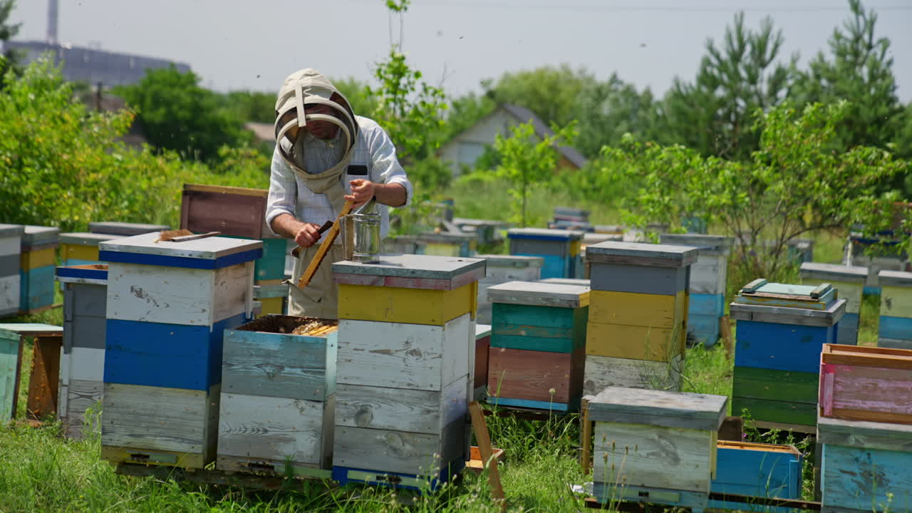 Apiarist applies different tools during his check up at bee farm. Man cleans the frames using metal instrument. Green trees backdrop.