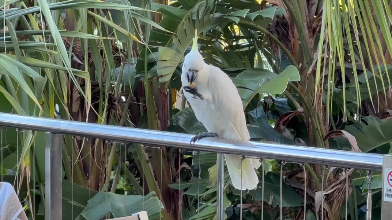 cacatua blanca de cresta de azufre en la valla comiendo comida con palmeras en el fondo se une a otra cacatua antes de que ambos vuelen en la isla tropical de hamilton, queensland