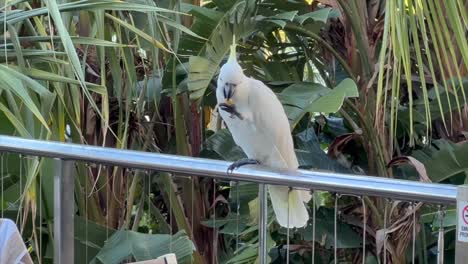 sulfur-crested white cockatoo on fence eating food with palms in background is joined by another cockatoo before both fly off in tropical hamilton island, queensland