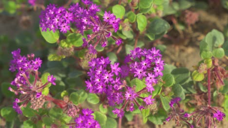 Wild-purple-desert-flowers-from-a-top-down-shot-growing-in-the-sand-and-blowing-in-the-wind