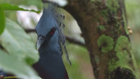 victoria paloma coronada, goura victoria descansando en la rama del árbol bajo el dosel del bosque, alertado por los alrededores y mirando directamente a la cámara, tiro de cerca