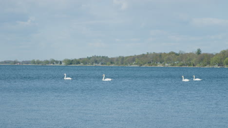 slow motion shot of swans swimming on a beautiful blue lake in search of food on a sunny day