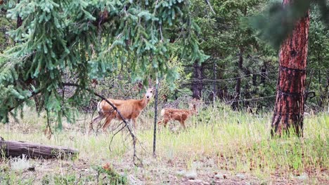 Mule-Deer-doe-and-fawn-walk-through-a-Colorado-back-yard-near-a-wire-fence