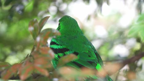 Pico-Ancho-Verde-Vibrante-Encaramado-En-El-Dosel-Del-Bosque,-Su-Vívido-Plumaje-Se-Mezcla-Perfectamente-Con-El-Exuberante-Follaje,-Primer-Plano-De-Especies-De-Aves-Silvestres