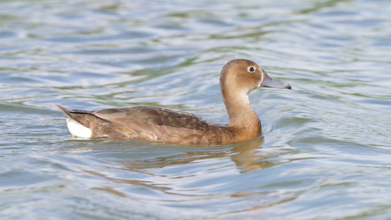 잘 손질된 야생 암컷 장밋빛 부리 포차드 네타 페포사카