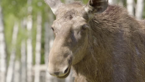 Eurasian-elk-with-shaggy-coat-in-woodland-on-sunny-day