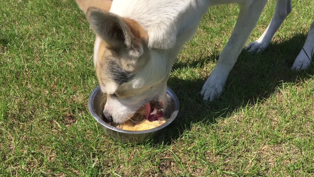 Mischling aus Jagdhund und Nordischem Weißhund schlingt Maisbrei mit Fleischstücken.