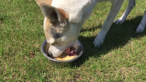 cross-breed of hunting and northern white dog guzzling corn mush with pieces of meat