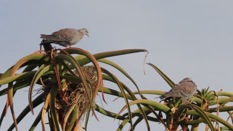 Dos-Palomas-De-Roca-Acicalándose-En-Una-Planta-Alta-De-Aloe-En-Sudáfrica