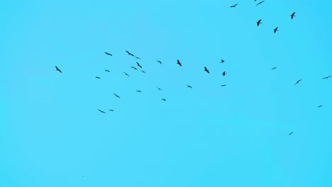 -Large-flock-of-Pallas's-Fish-eagles-soaring-the-sky-with-copy-space-in-slow-motion