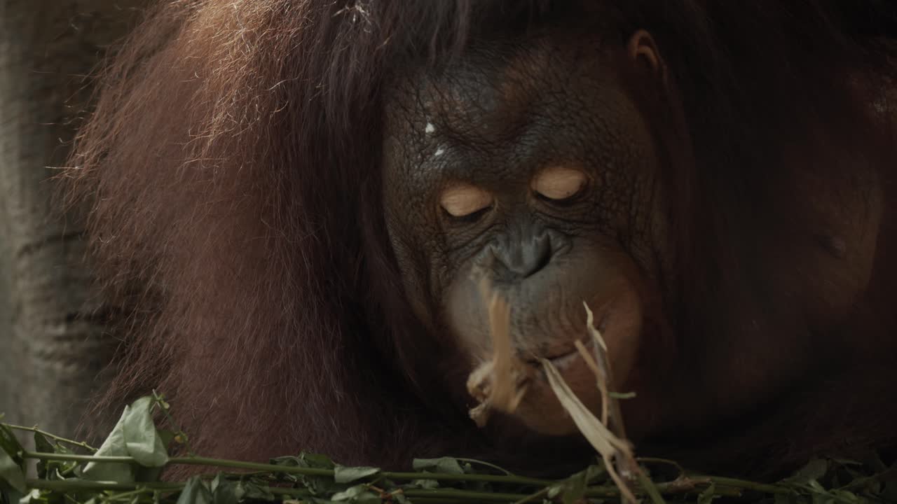 orangután en borneo juega con hojas y ramas, mirada intensa a la cámara