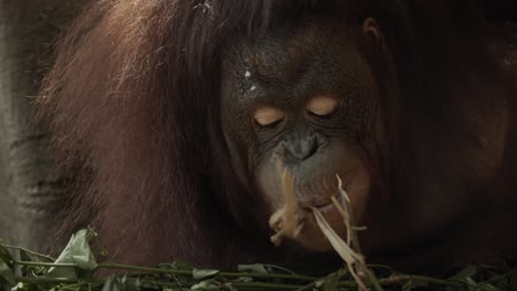 Orangutan-in-Borneo-plays-with-leave-and-branches,-intense-look-into-camera