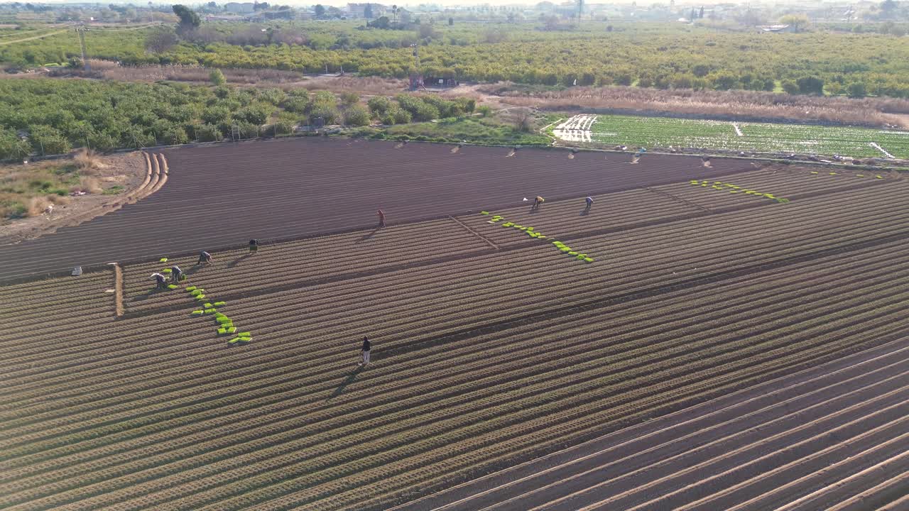 siembra de lechuga en el campo agrícola