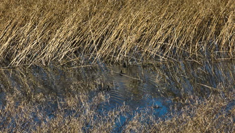 Aves-De-Focha-Americana-Nadando-En-El-Lago-Cubierto-De-Hierba-En-El-área-De-Manejo-De-Vida-Silvestre-Del-Estado-De-Bell-Slough-En-Arkansas,-Estados-Unidos