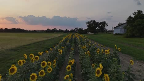 Girasoles-Al-Atardecer-Cerca-De-Una-Granja-De-Alabama