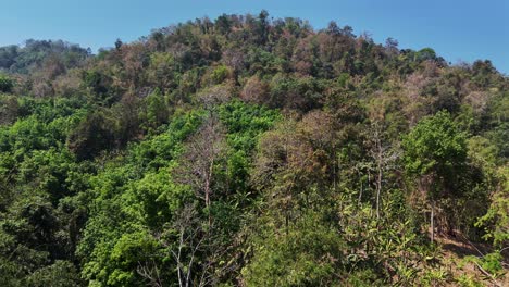 Un-Hermoso-Bosque-En-Un-Día-De-Cielo-Azul-Claro