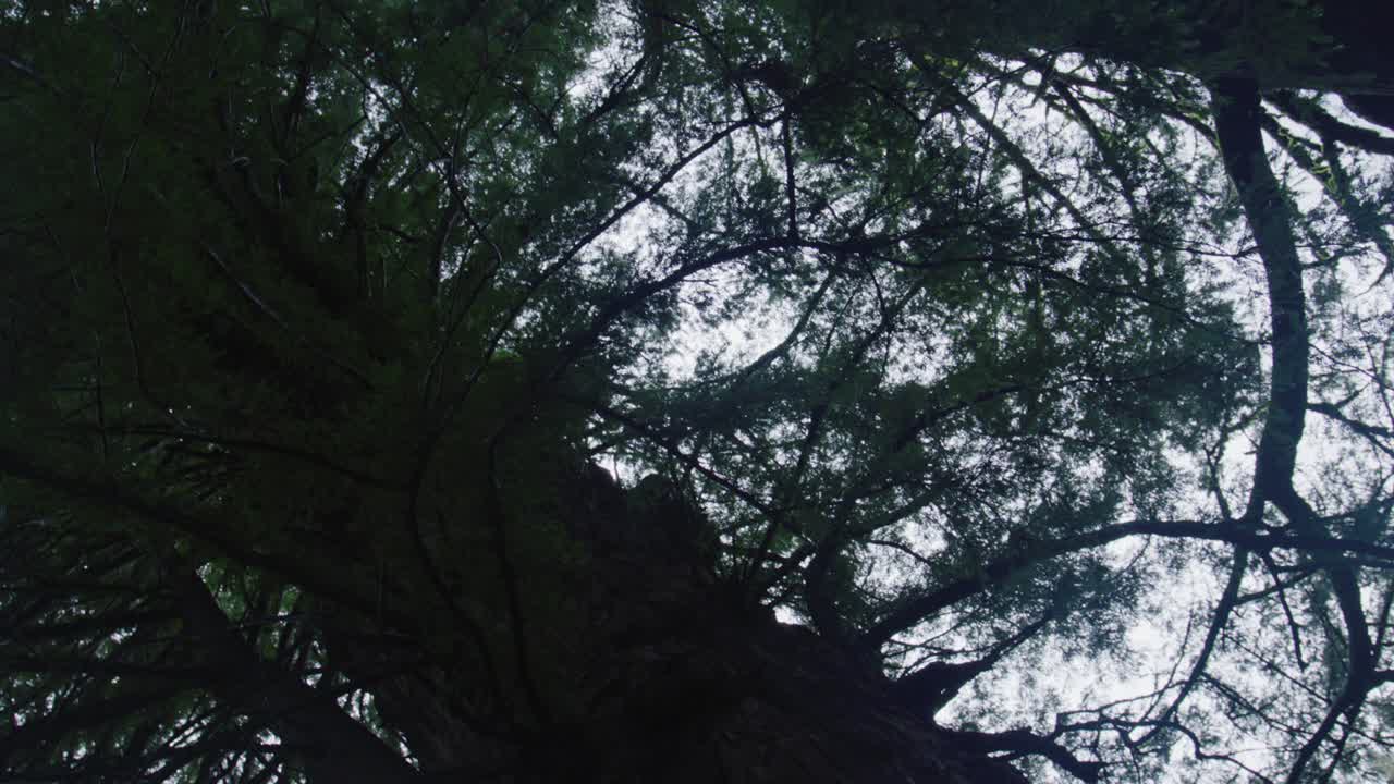 Upward shot of towering redwood trees swaying gently in rain overcast sky above misty atmosphere soft light filtering through dense branches moody forest setting northern california landscape